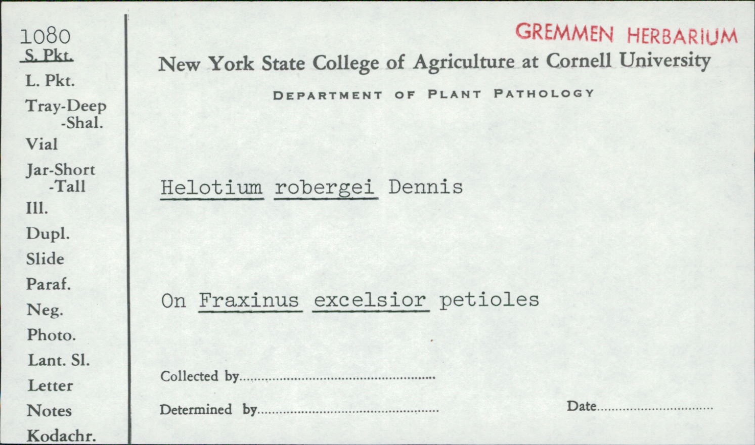 Helotium robergei image