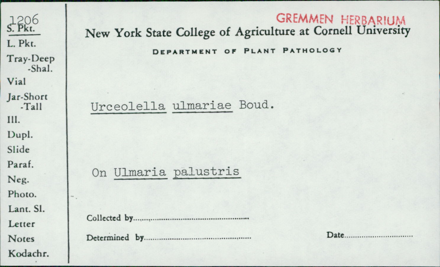 Urceolella image