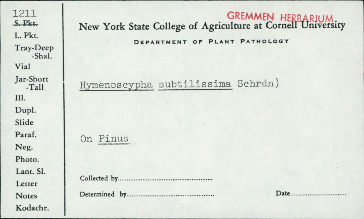 Hymenoscypha subtilissima image