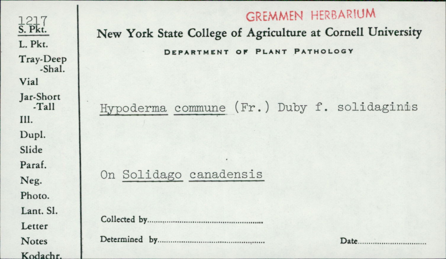 Hypoderma commune image