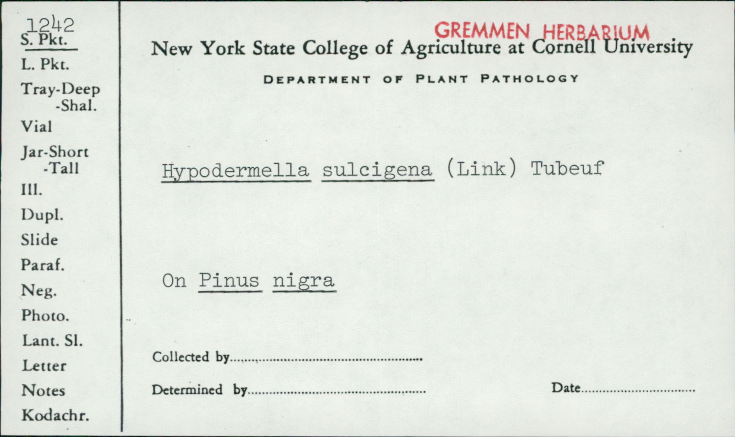 Hypodermella sulcigena image