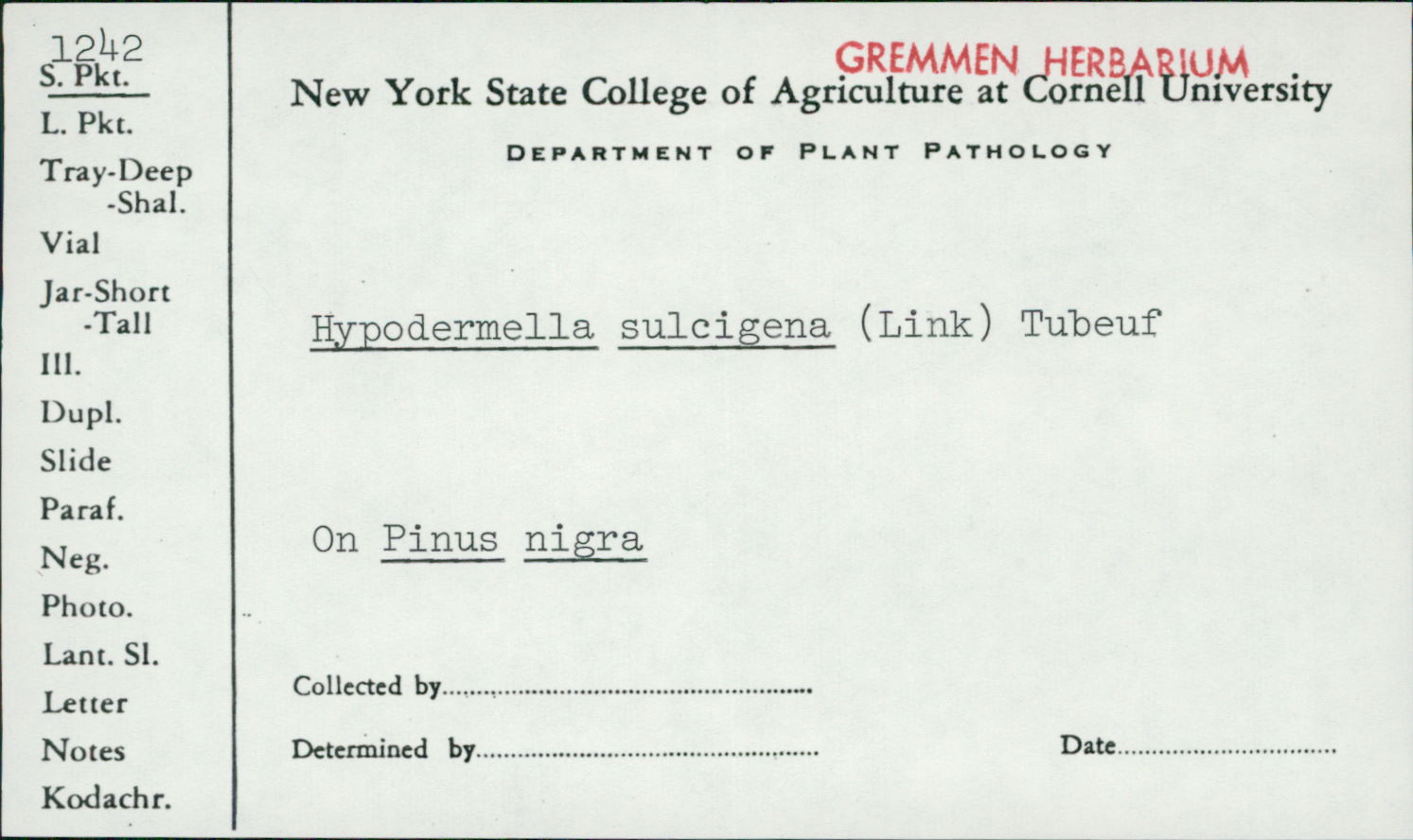 Hypodermella image