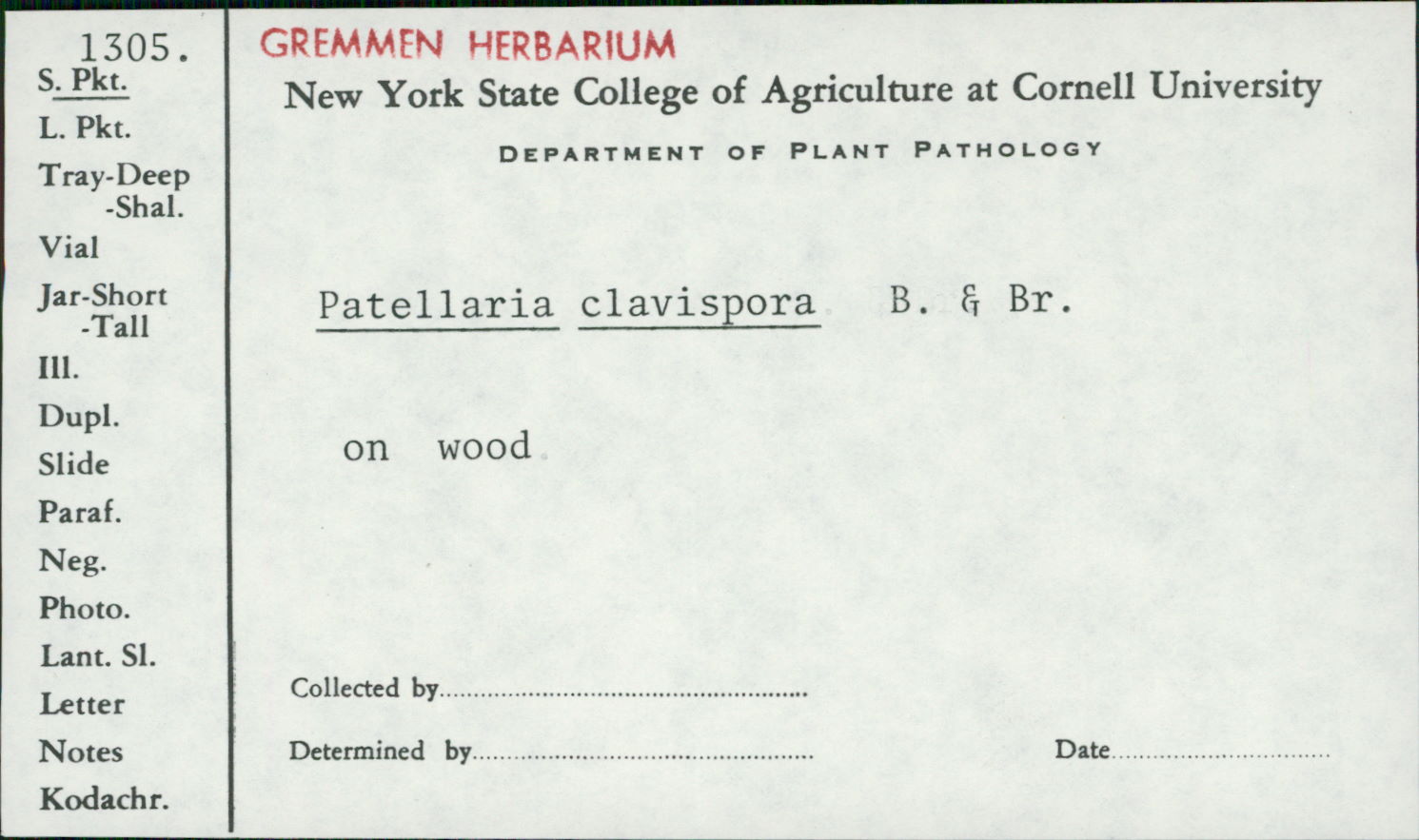 Hysteropatella clavispora image