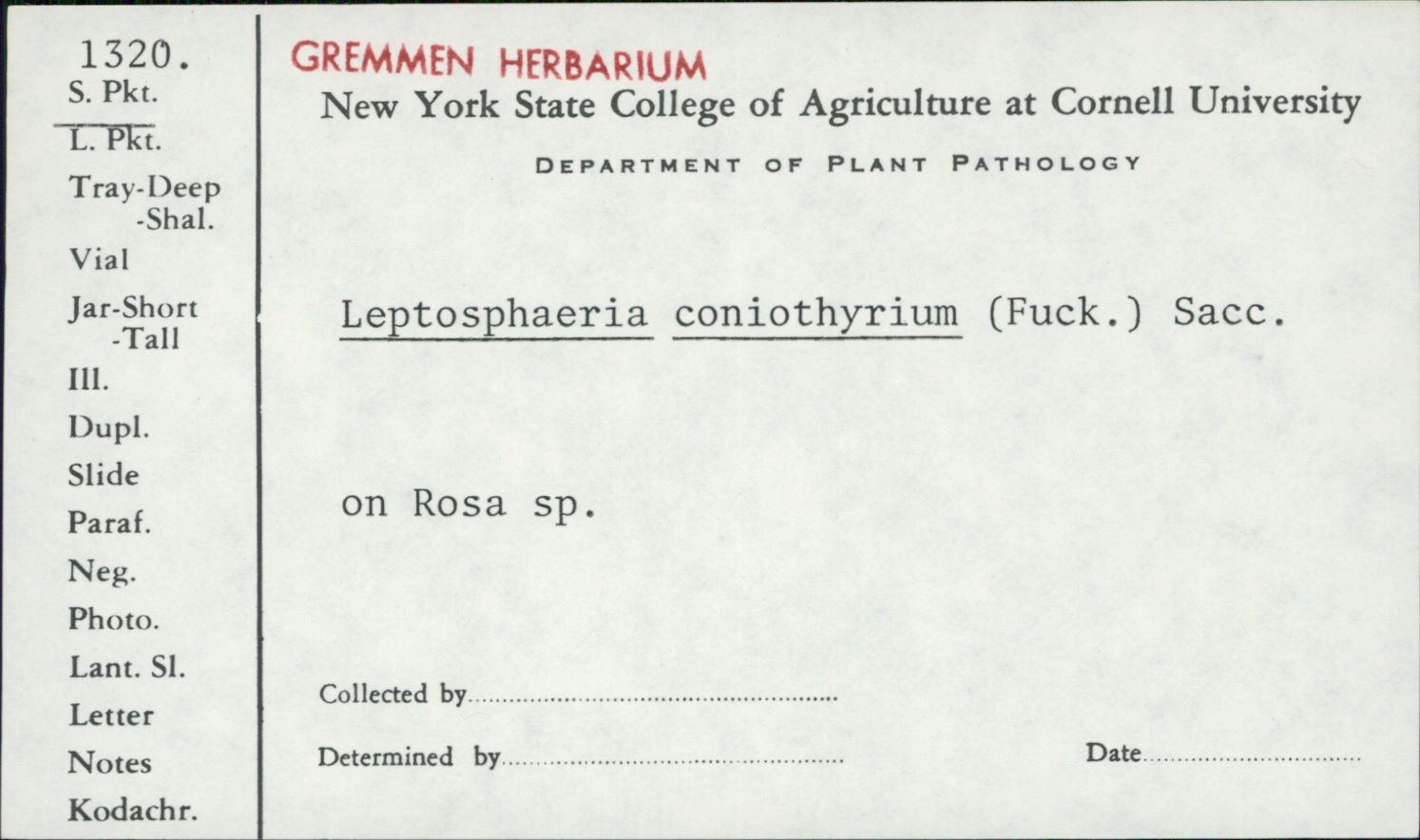 Leptosphaeria coniothyrium image