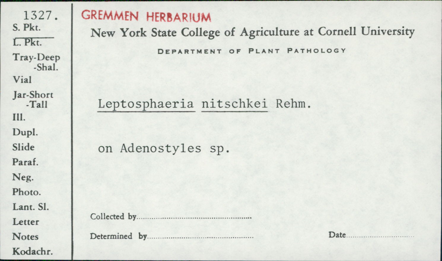 Leptosphaeria nitschkei image