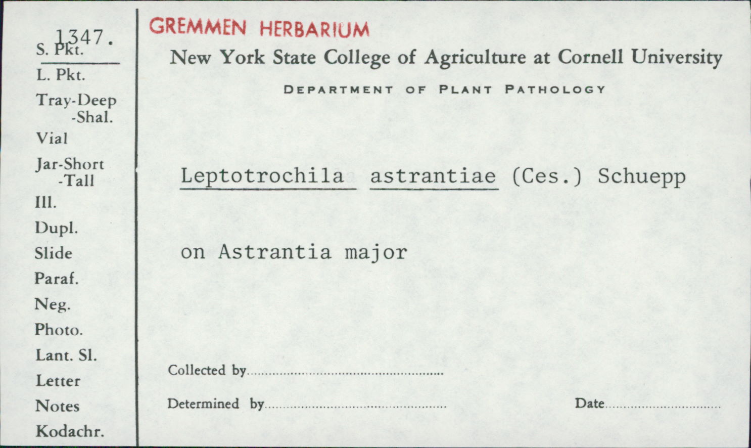 Leptotrochila astrantiae image