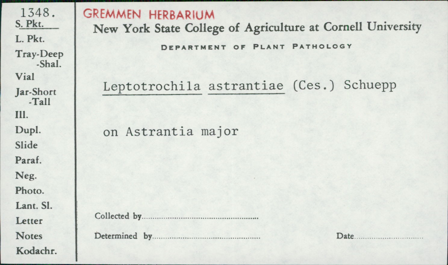 Leptotrochila astrantiae image