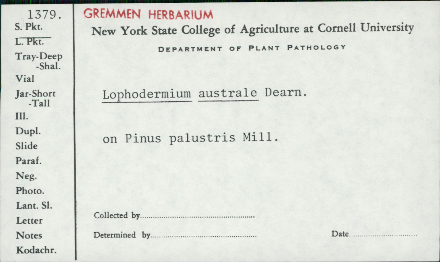 Lophodermium australe image