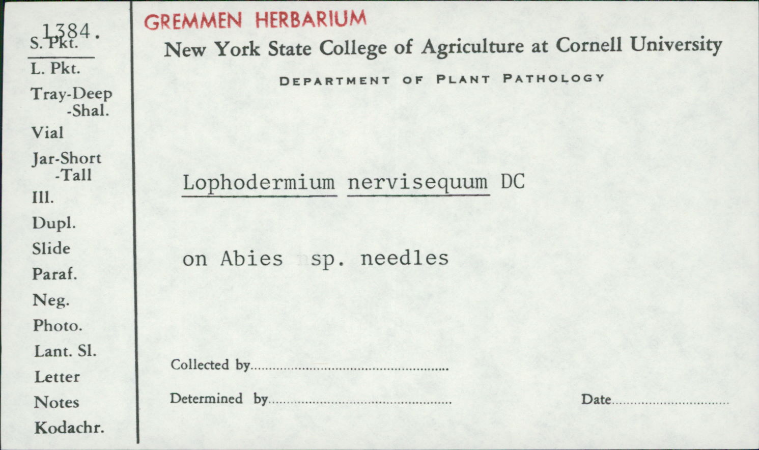 Lophodermium nervisequum image