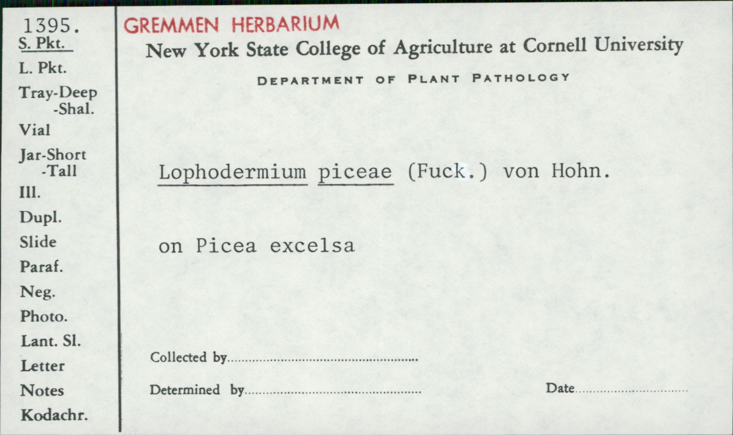 Lophodermium piceae image
