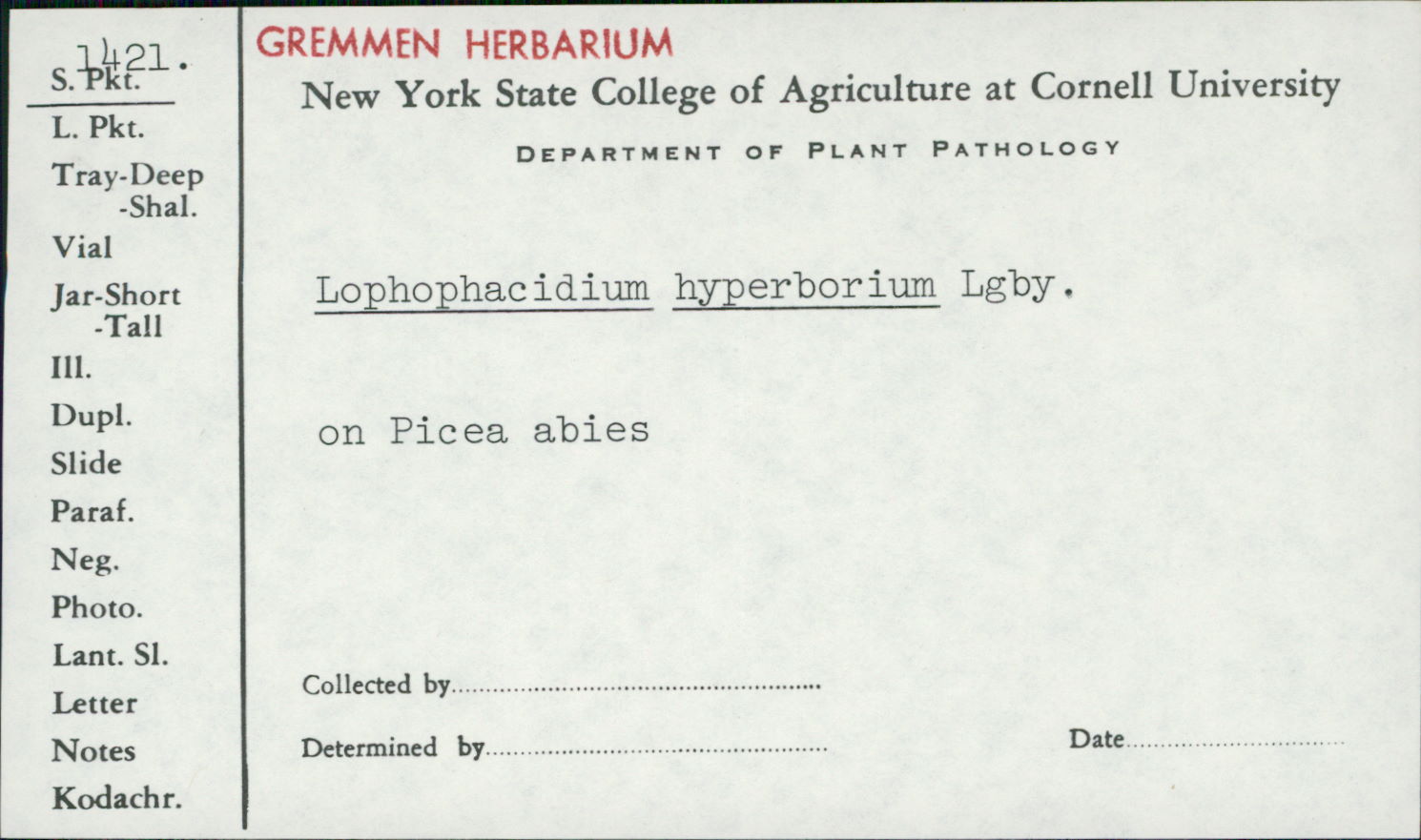 Lophophacidium image