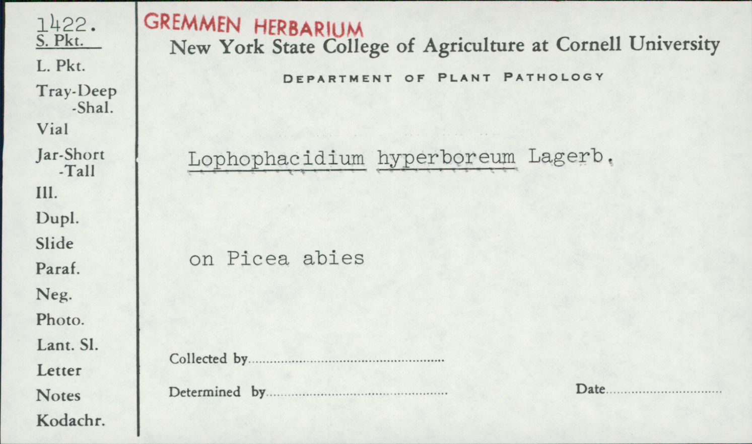 Lophophacidium hyperboreum image