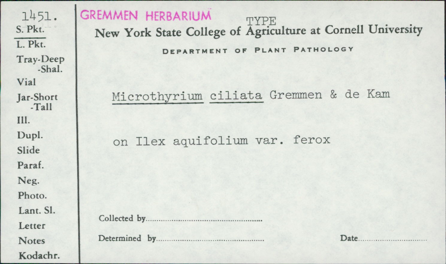 Microthyrium ciliatum image