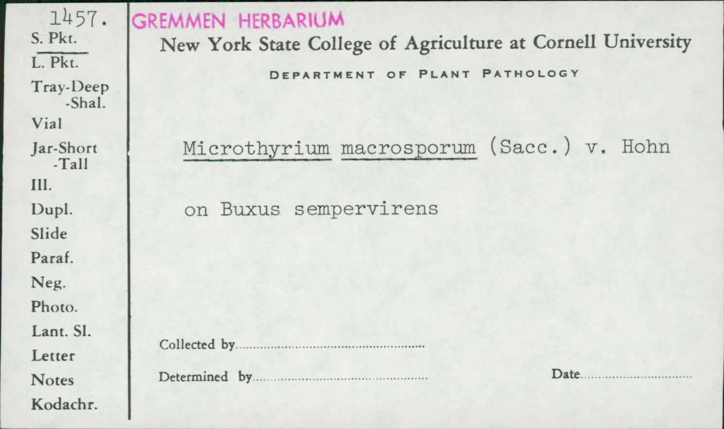 Microthyrium macrosporum image