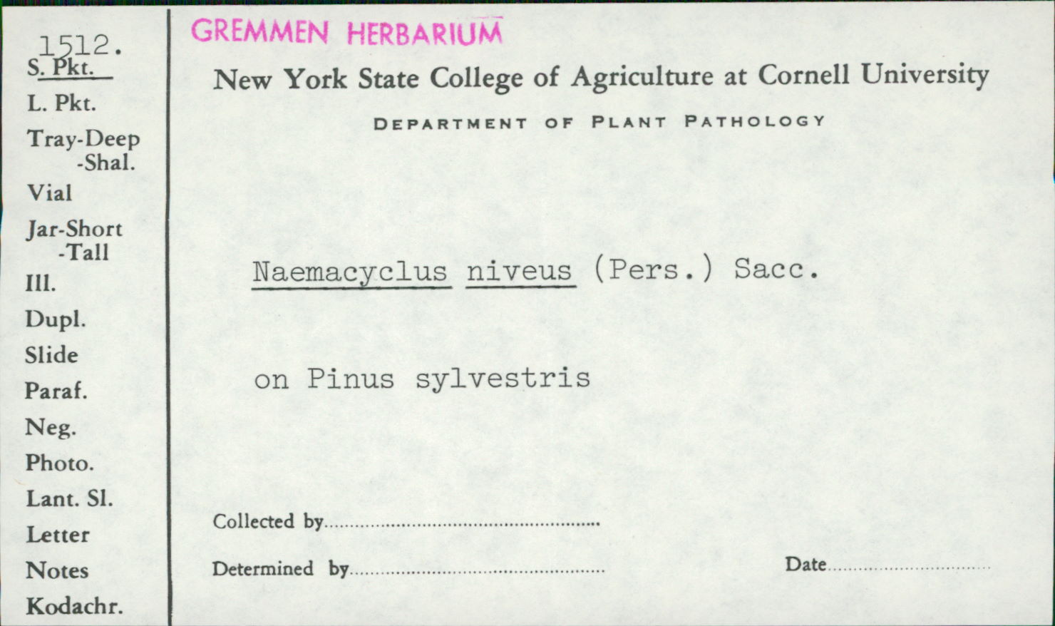 Cyclaneusma niveum image