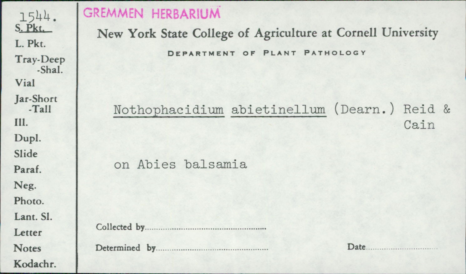 Nothophacidium abietinellum image