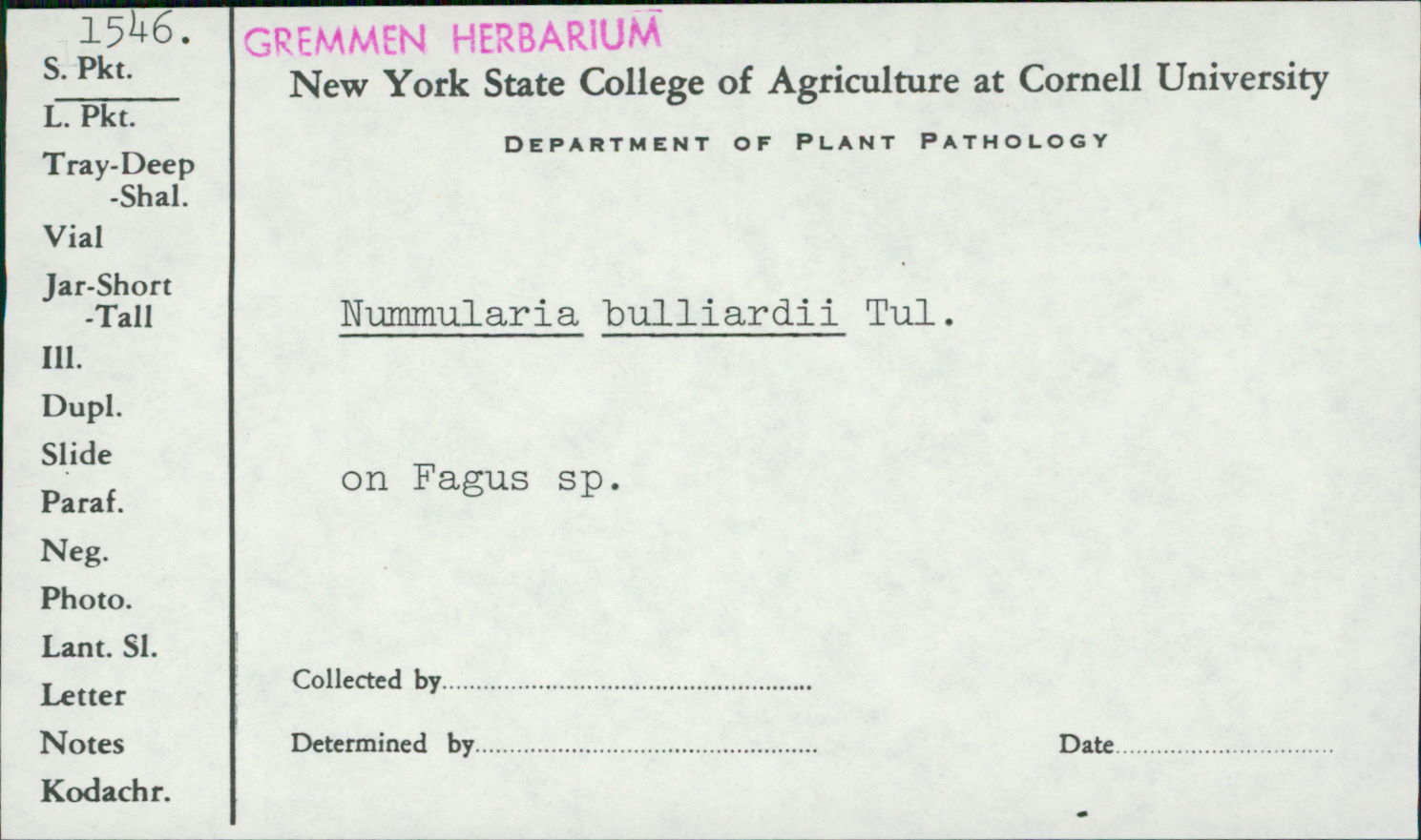 Biscogniauxia nummularia image