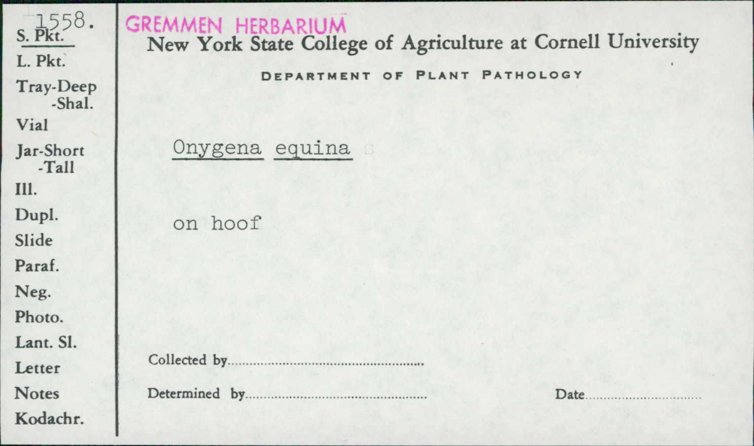 Onygenaceae image