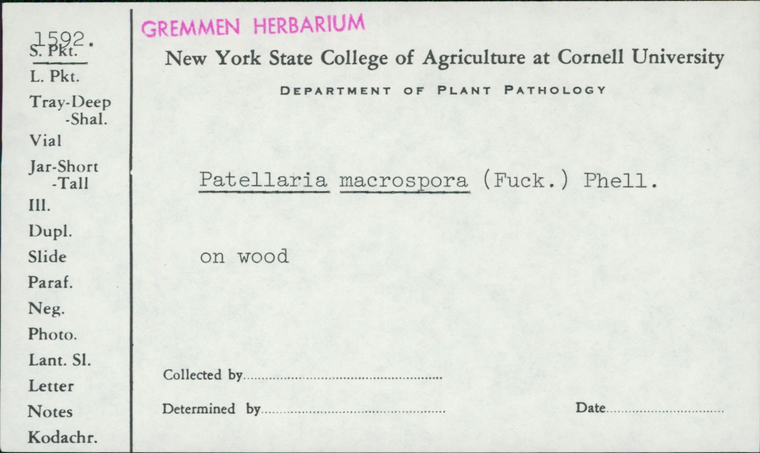 Durella macrospora image