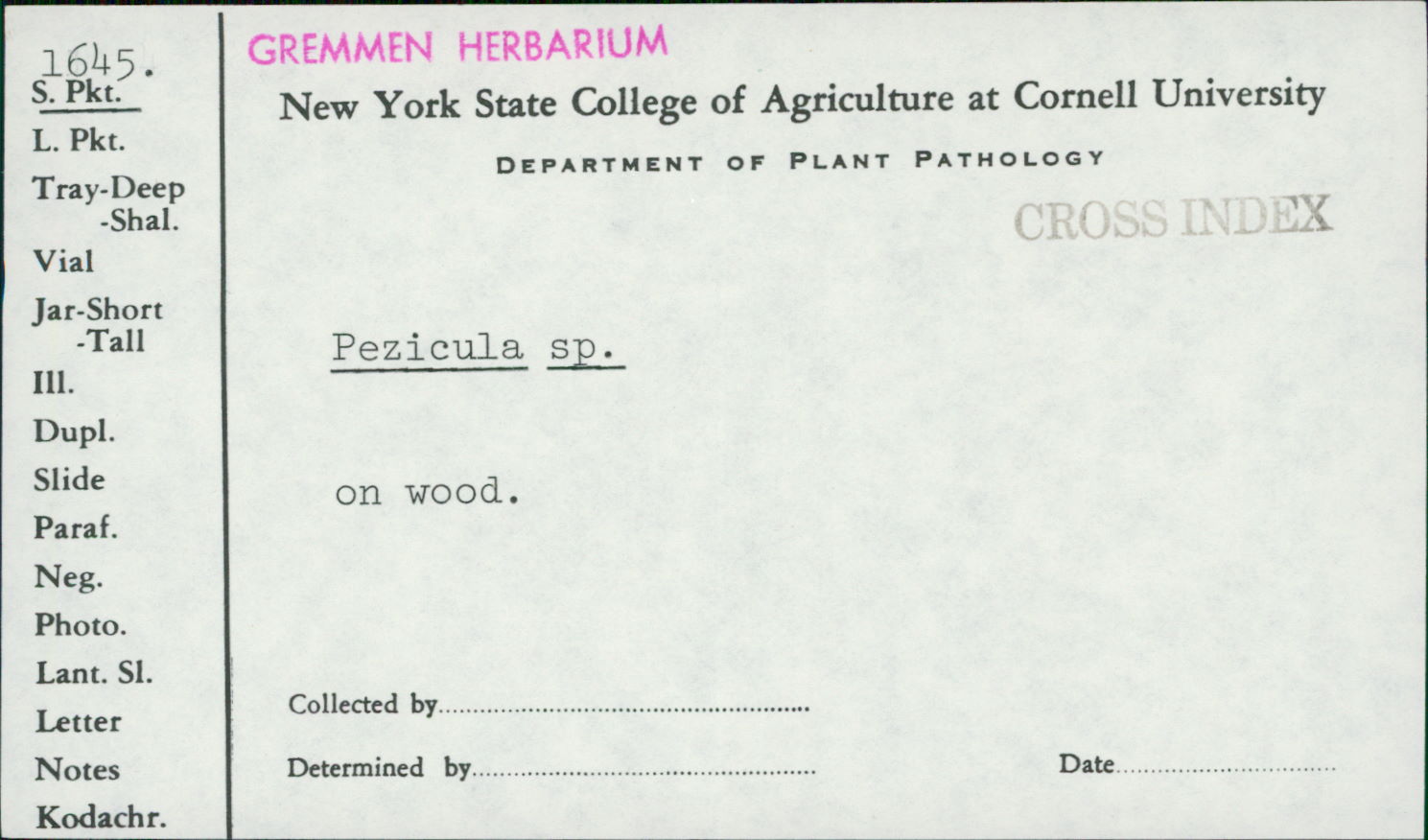 Pezicula eucrita image
