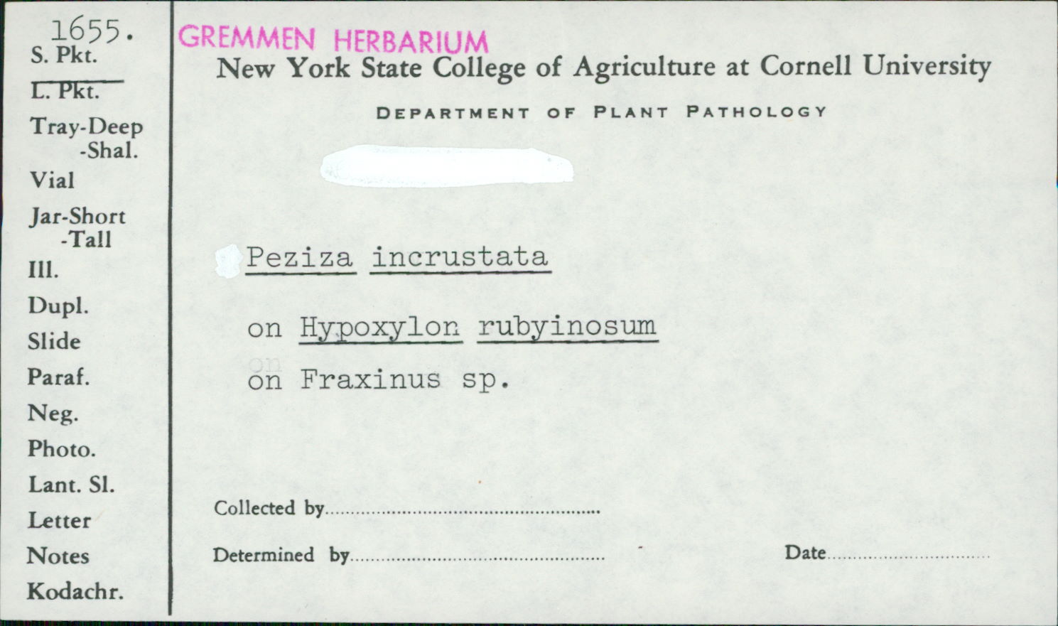 Hyphodiscus incrustatus image
