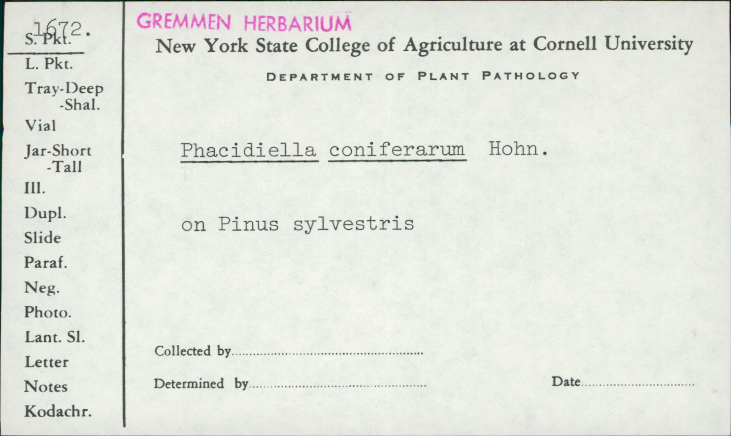 Phacidium coniferarum image