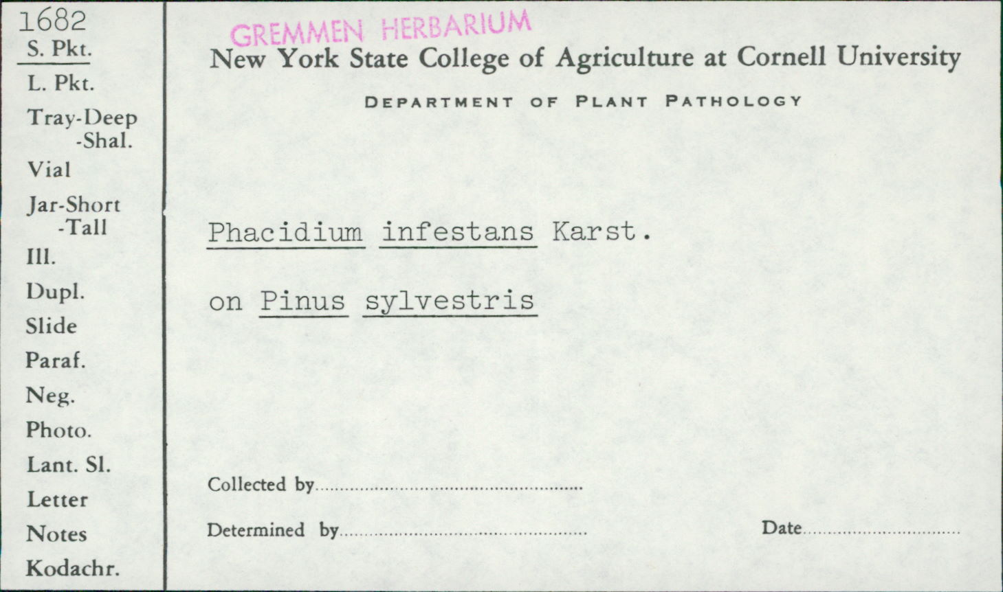 Phacidium infestans image