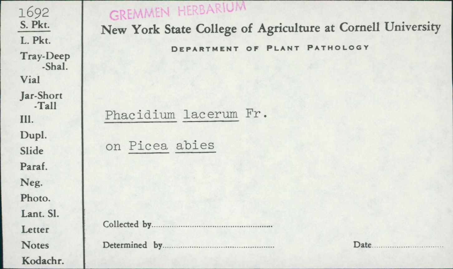 Phacidium lacerum image