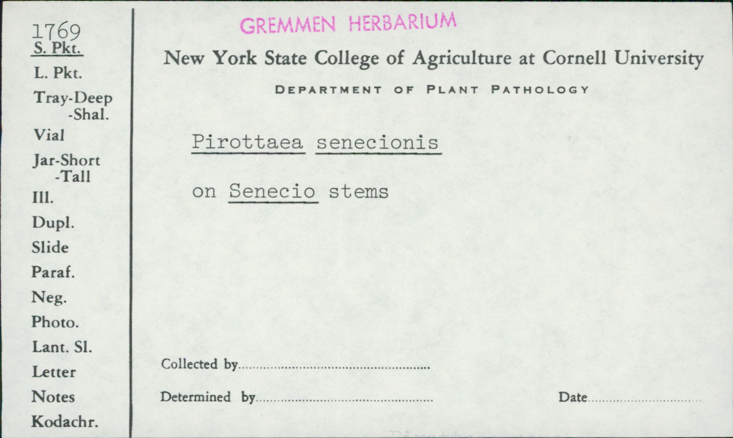 Pirottaea senecionis image