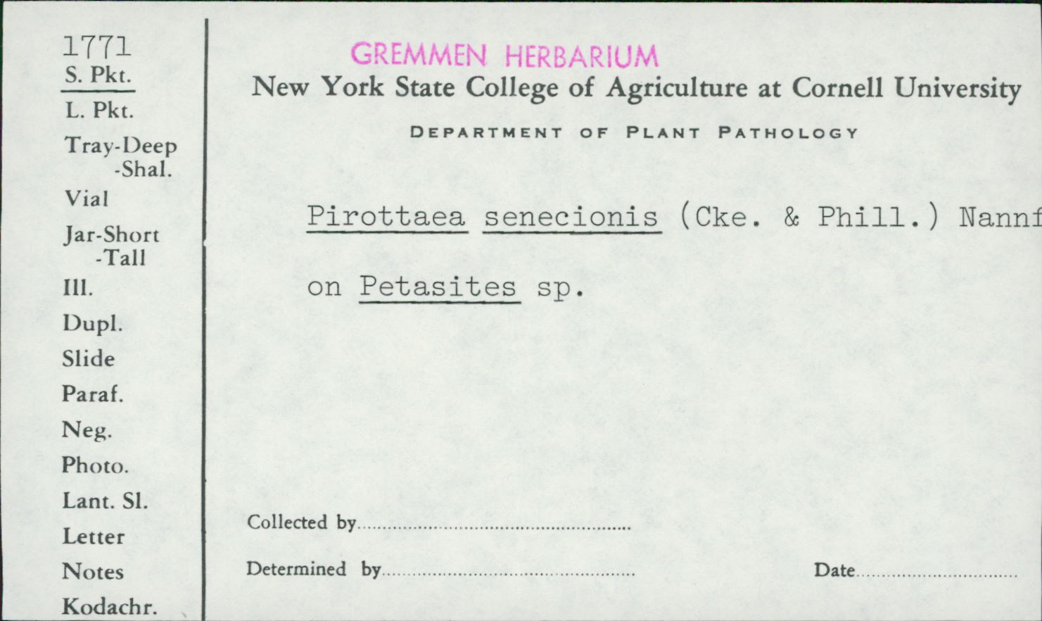 Pirottaea senecionis image