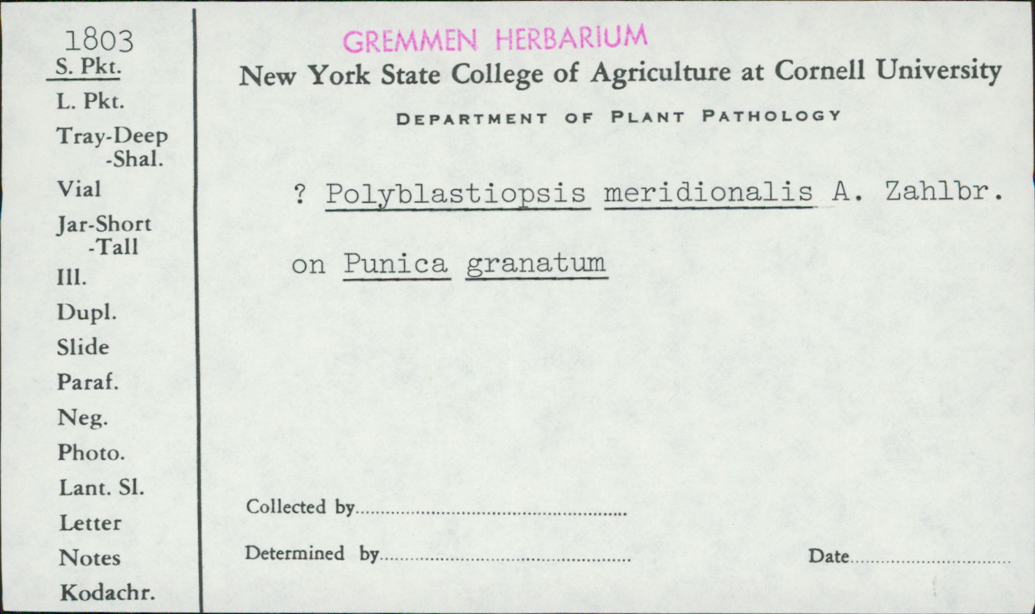 Polyblastiopsis meridionalis image