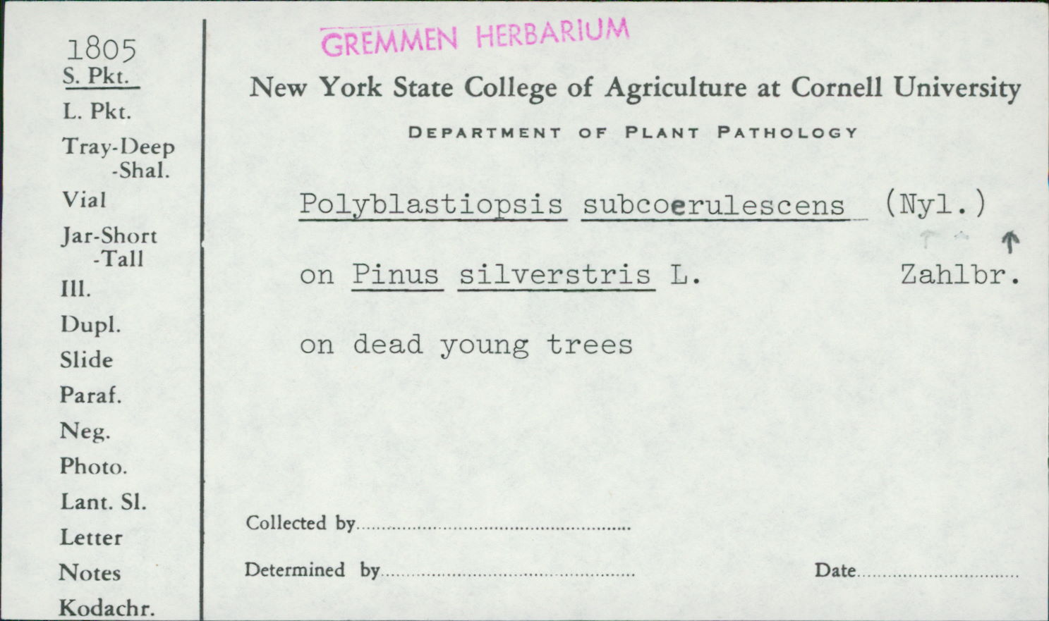 Mycoglaena subcoerulescens image