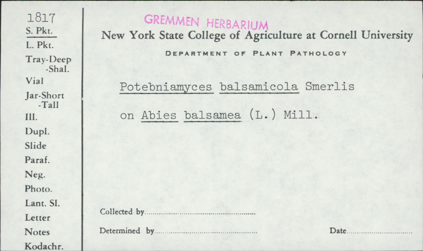 Potebniamyces balsamicola image