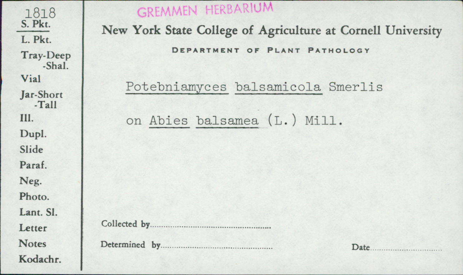 Potebniamyces balsamicola image