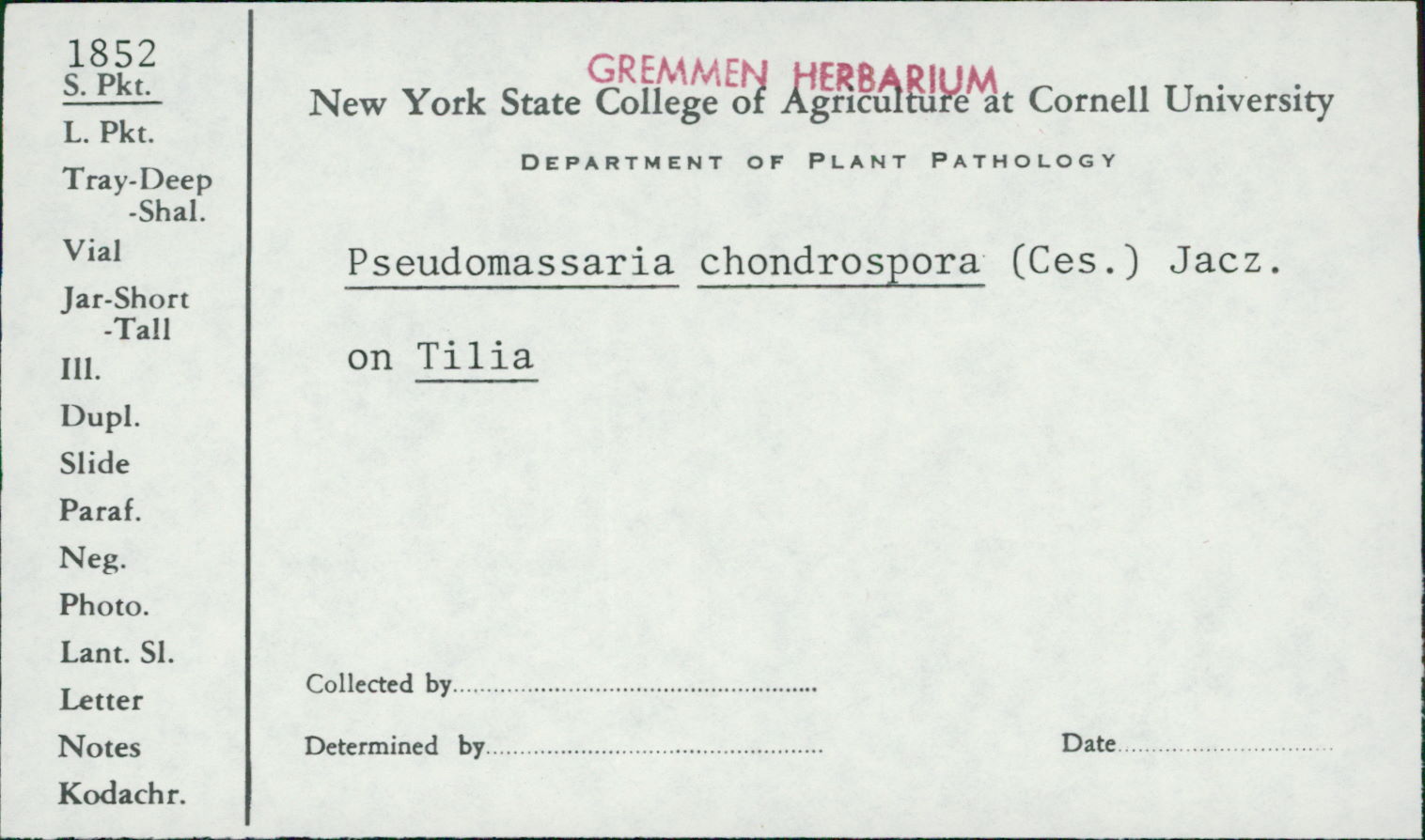 Pseudomassaria chondrospora image