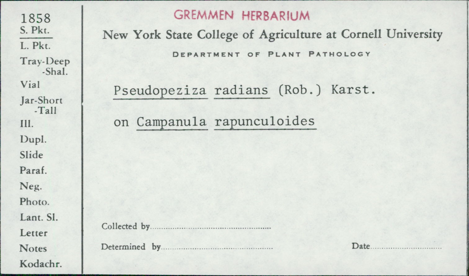 Leptotrochila radians image