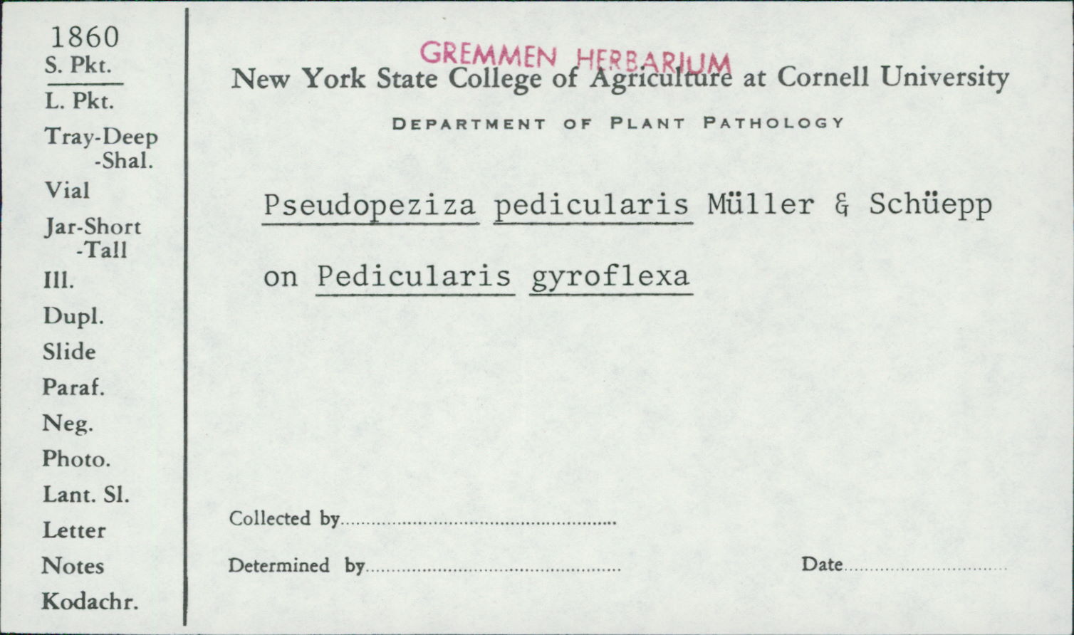 Pseudopeziza pedicularis image
