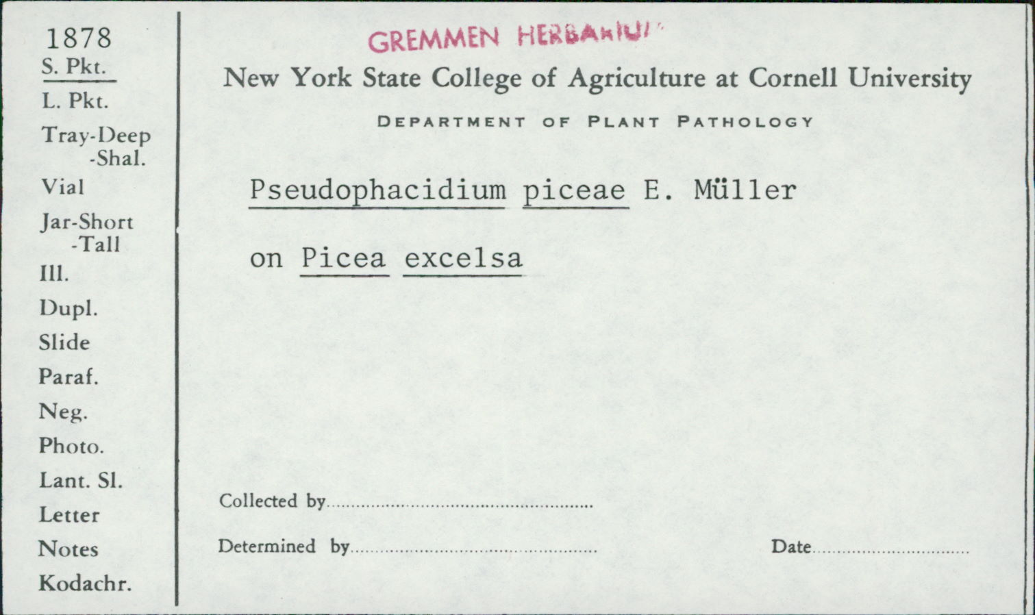 Pseudophacidium piceae image