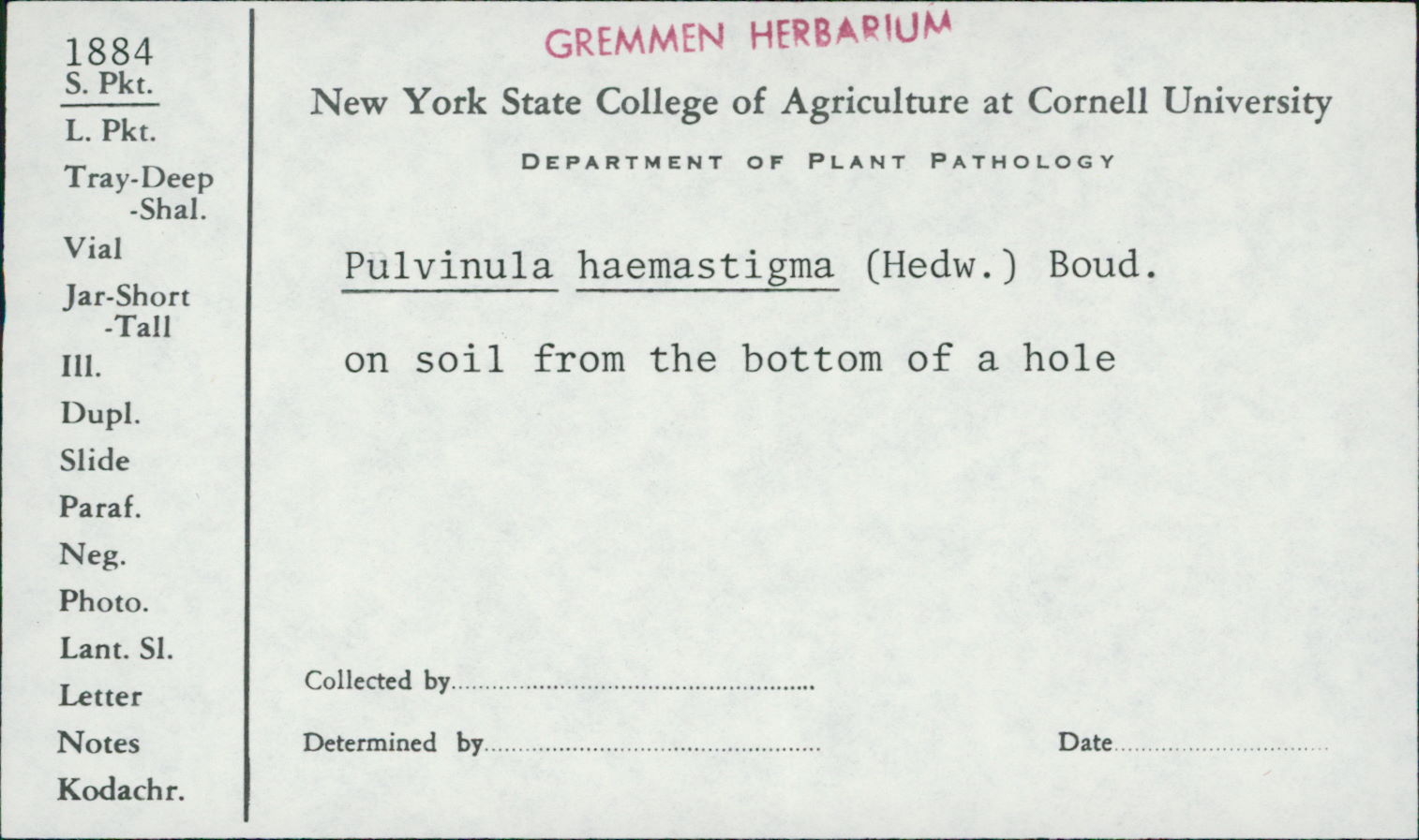 Humaria haemastigma image