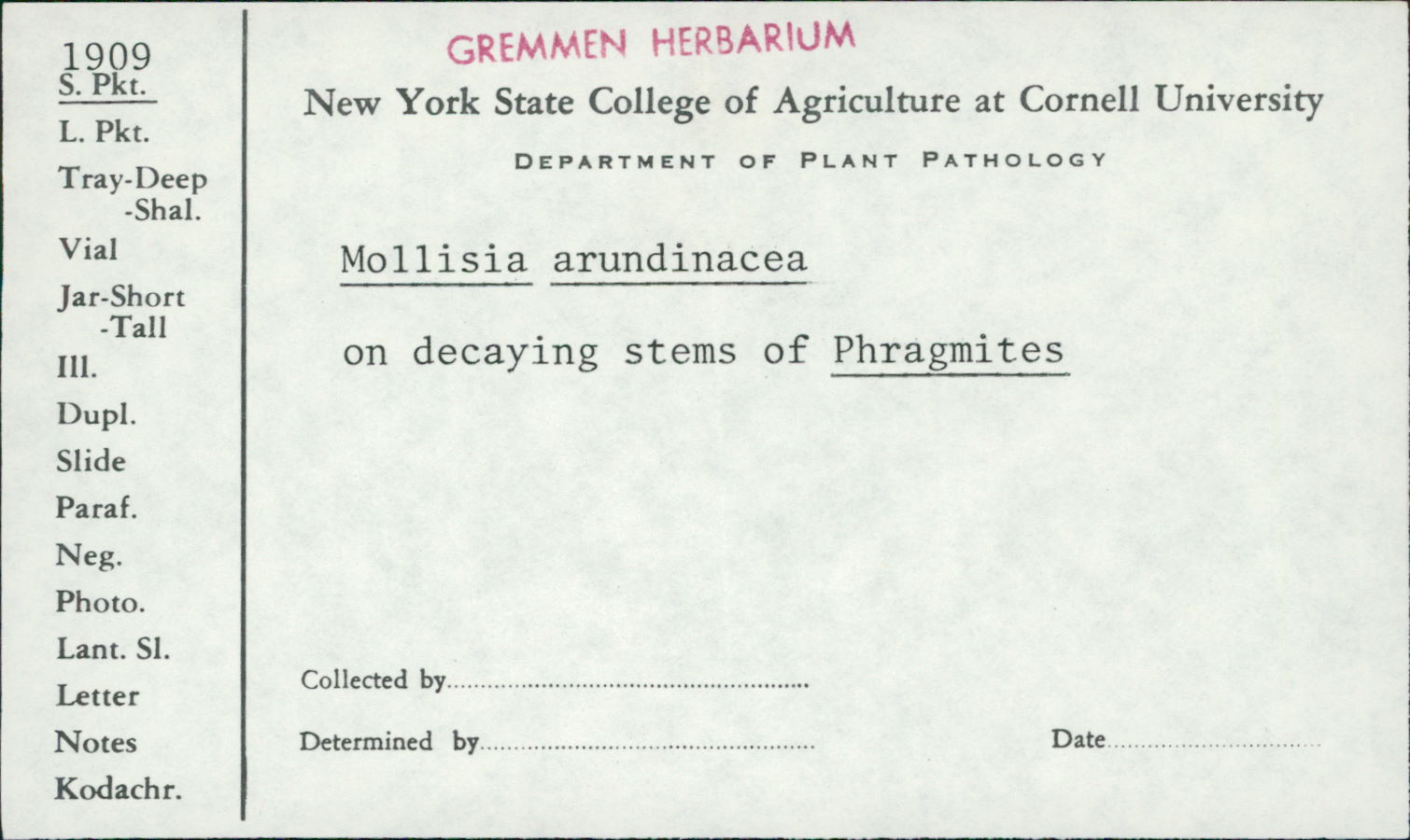 Mollisia arundinacea image