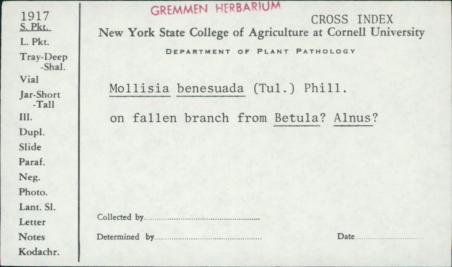 Mollisia benesuada image