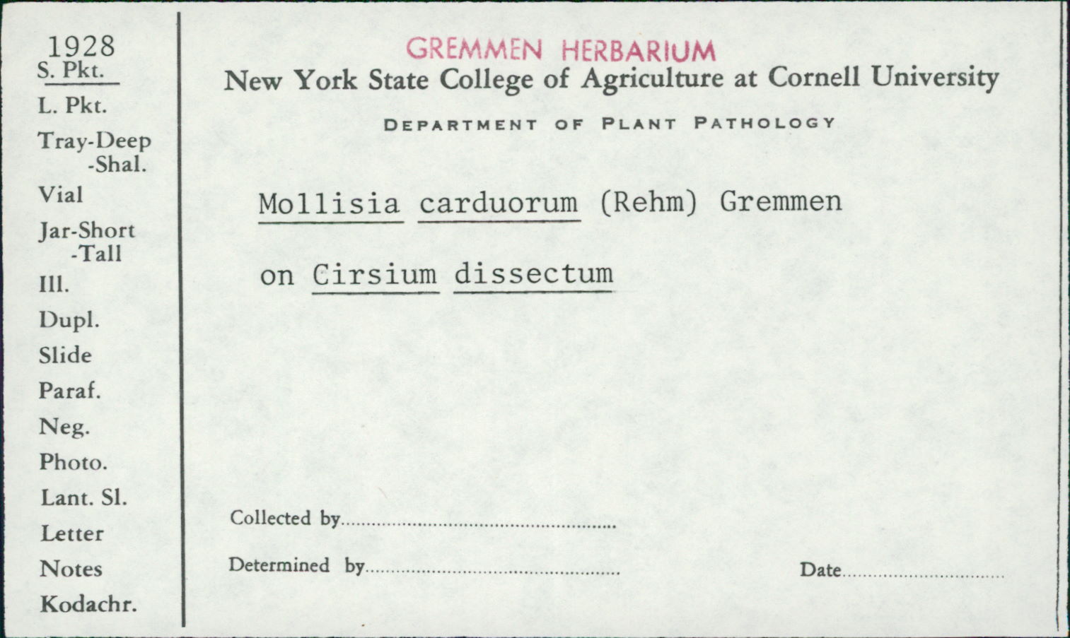 Mollisia carduorum image
