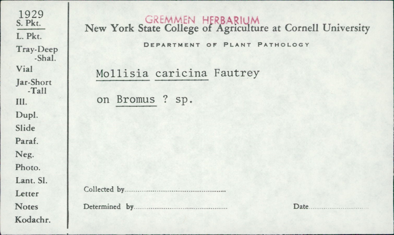 Mollisia caricina image