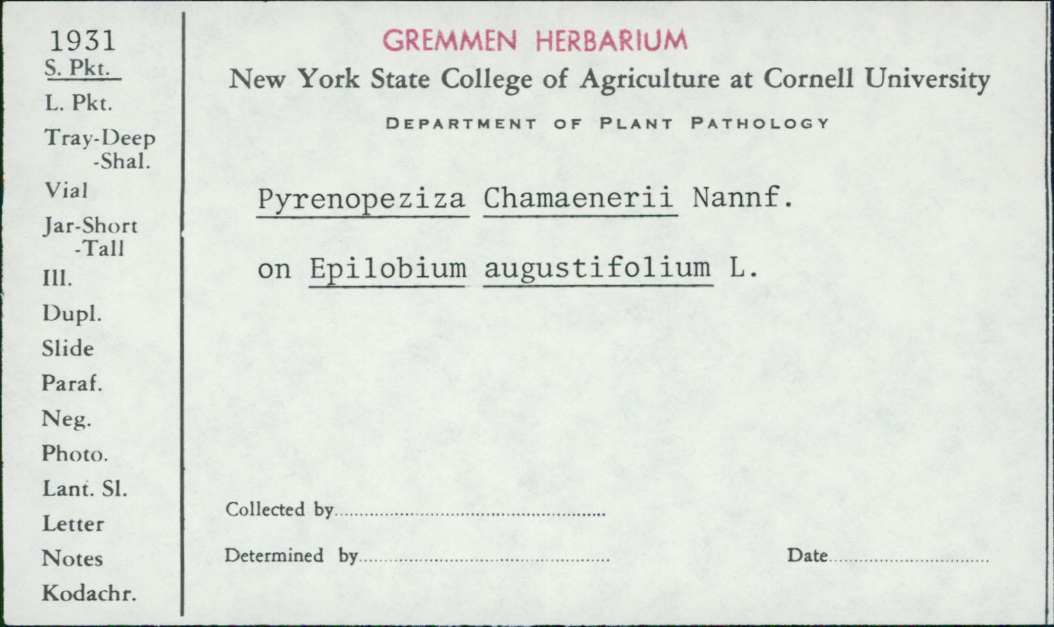 Pyrenopeziza chamaenerii image