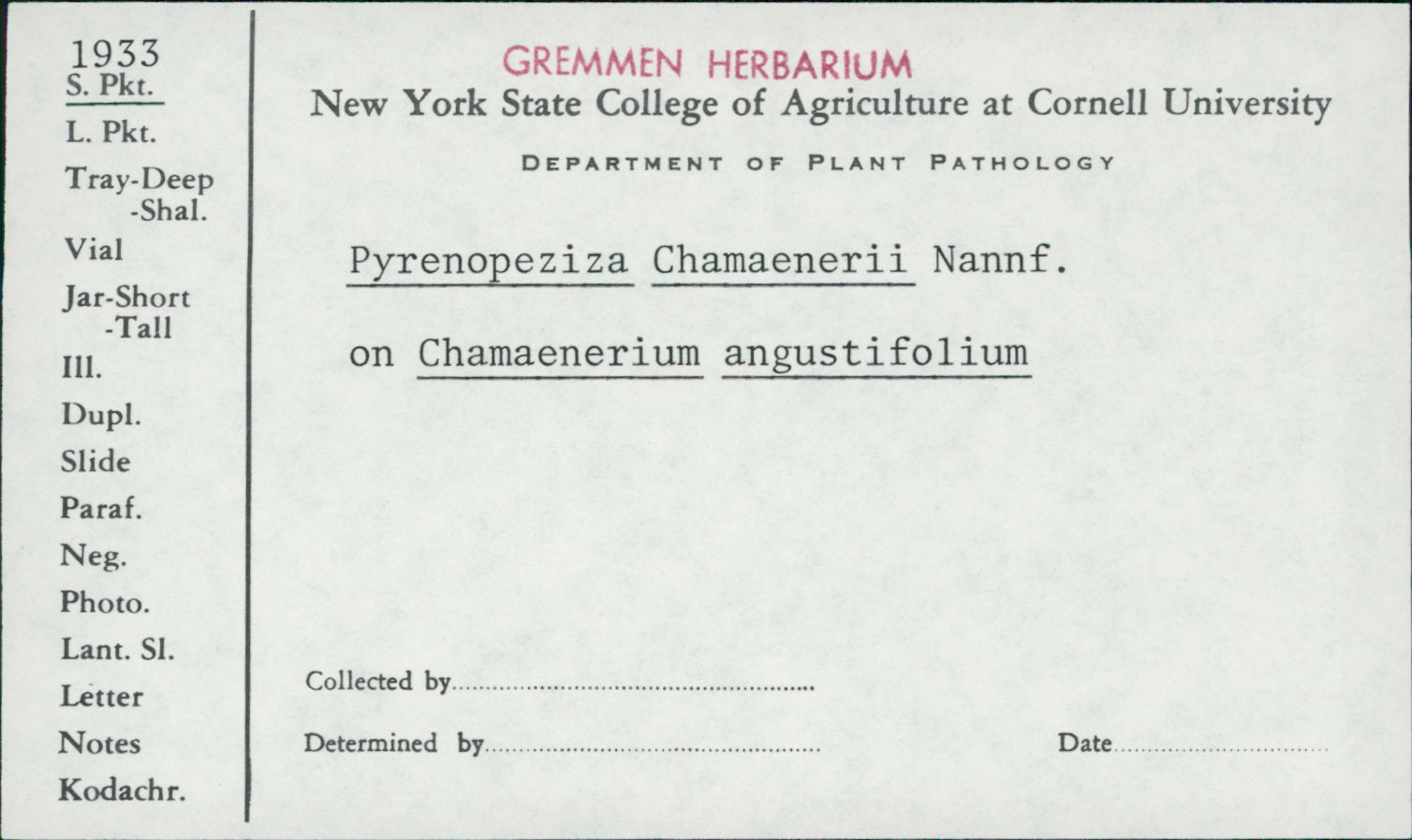 Pyrenopeziza chamaenerii image