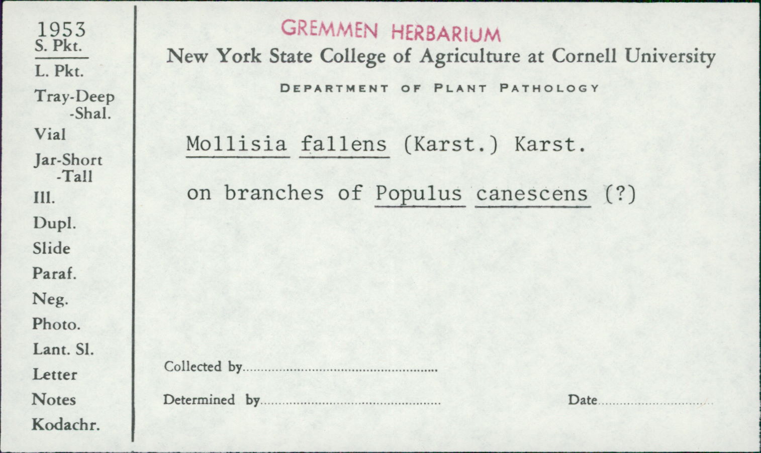 Mollisia fallens image