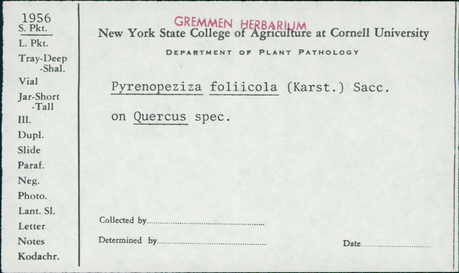 Pyrenopeziza foliicola image