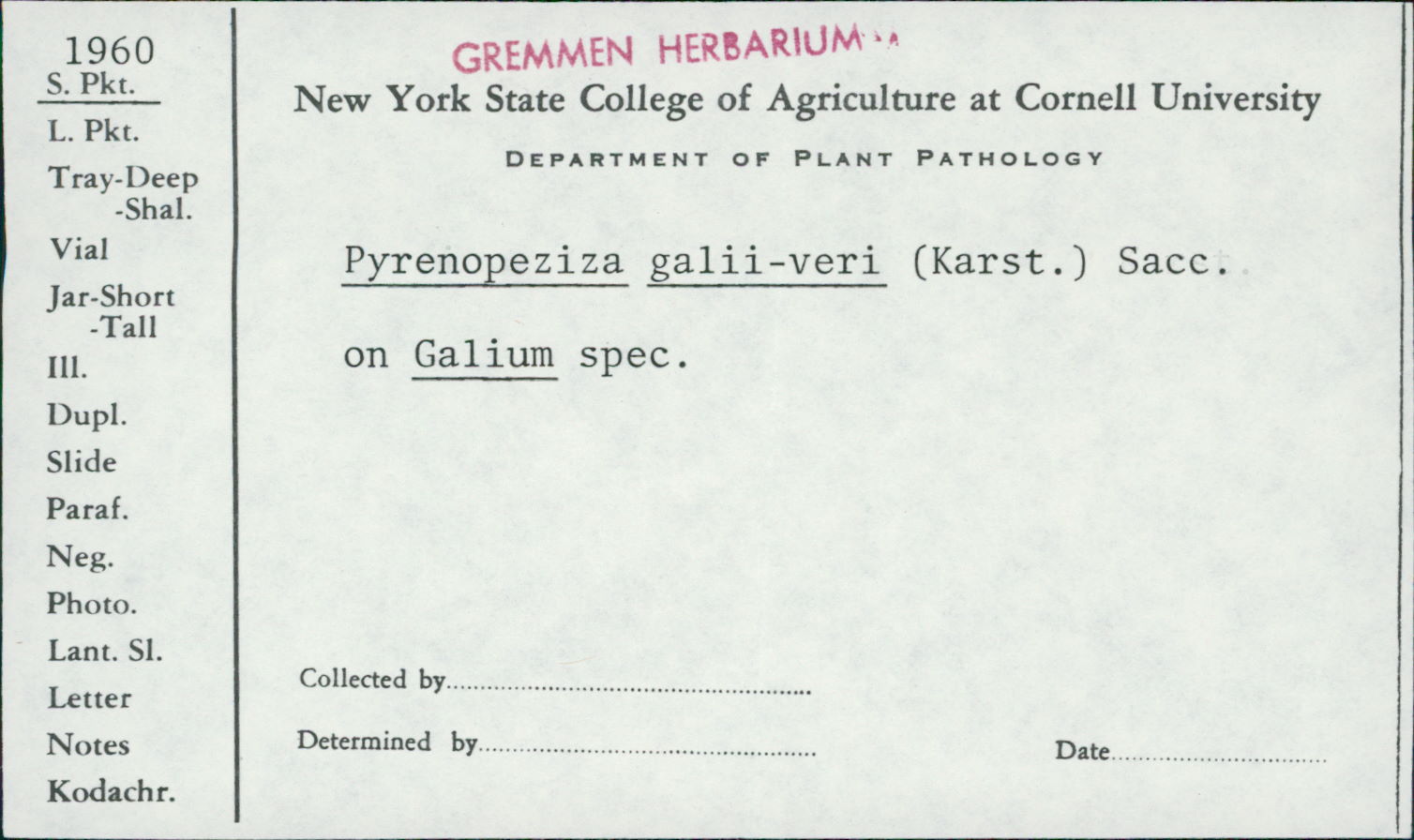 Pyrenopeziza galii image