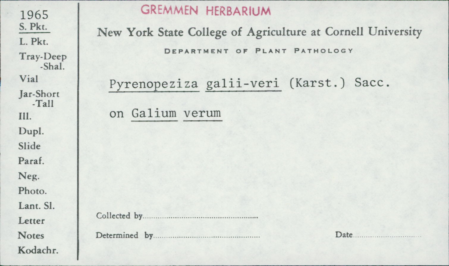 Pyrenopeziza galii image