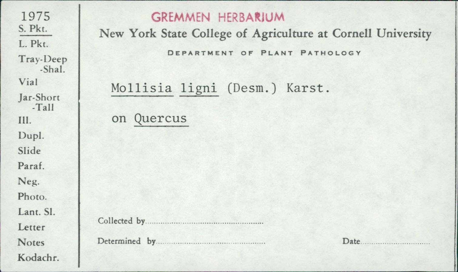 Mollisia ligni image